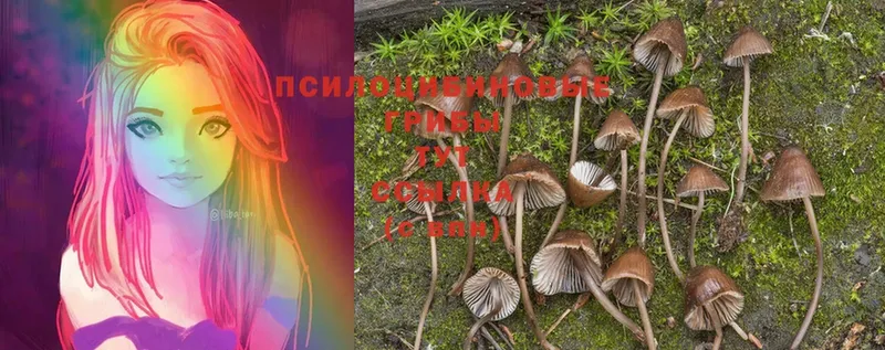 Псилоцибиновые грибы MAGIC MUSHROOMS  закладки  Торжок 